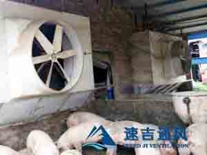 400平方豬舍配水簾風(fēng)機(jī)怎么計(jì)算？速吉通風(fēng)案例詳解